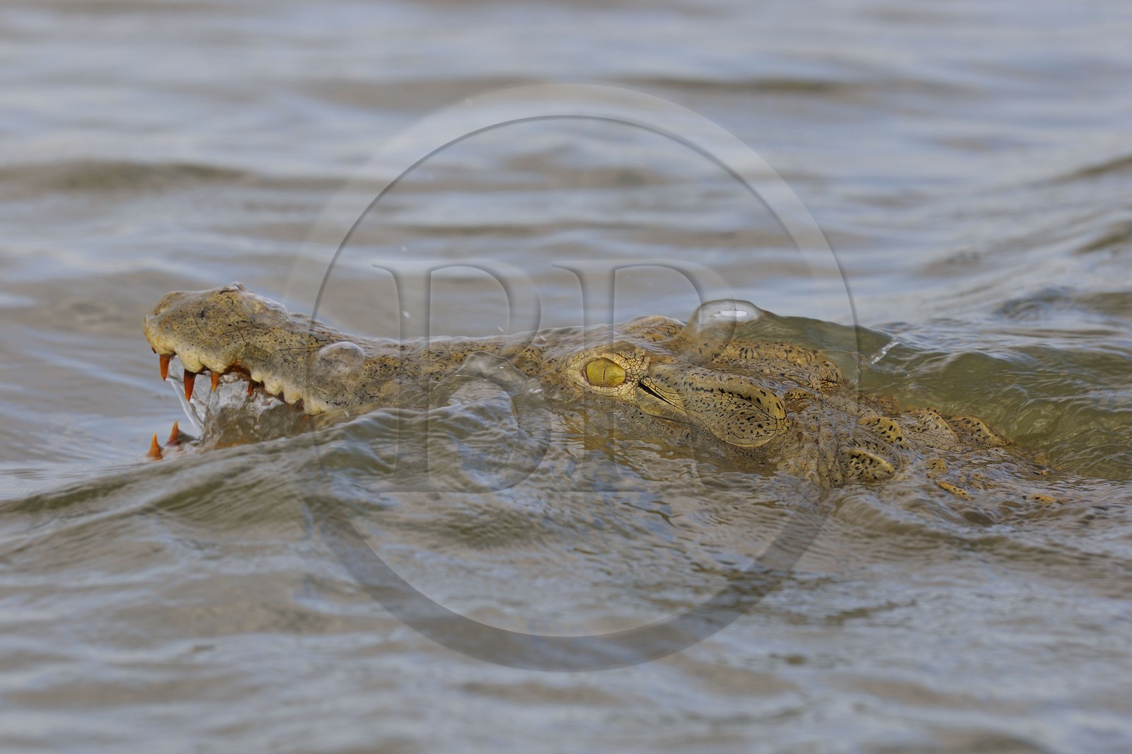 Tanzanie, Reserve de gibier de Selous une des plus grandes zones protégées au monde et inscrite sur la liste du patrimoine mondial de l’Unesco depuis 1982, crocodile du Nil (Crocodylus niloticus) sur le lac Nzerakera formé par la rivière Rufiji