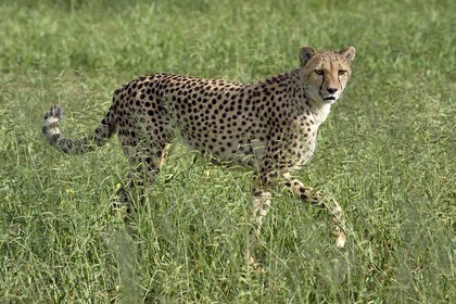 Namibia, Otjiwarongo, Cheetah Conservation Fund, research and education centre, cheetah (Acinonyx jubatus) in tall grass