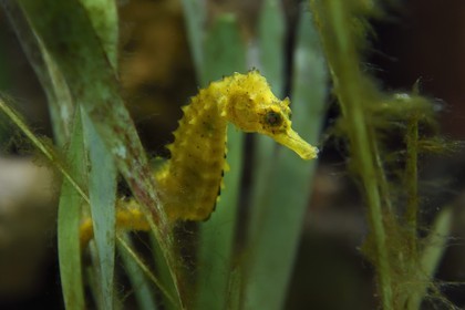 France, Var (83), Ile des Embiez, l'institut océanographique Paul Ricard, hippocampe moucheté (hippocampus guttulatus)