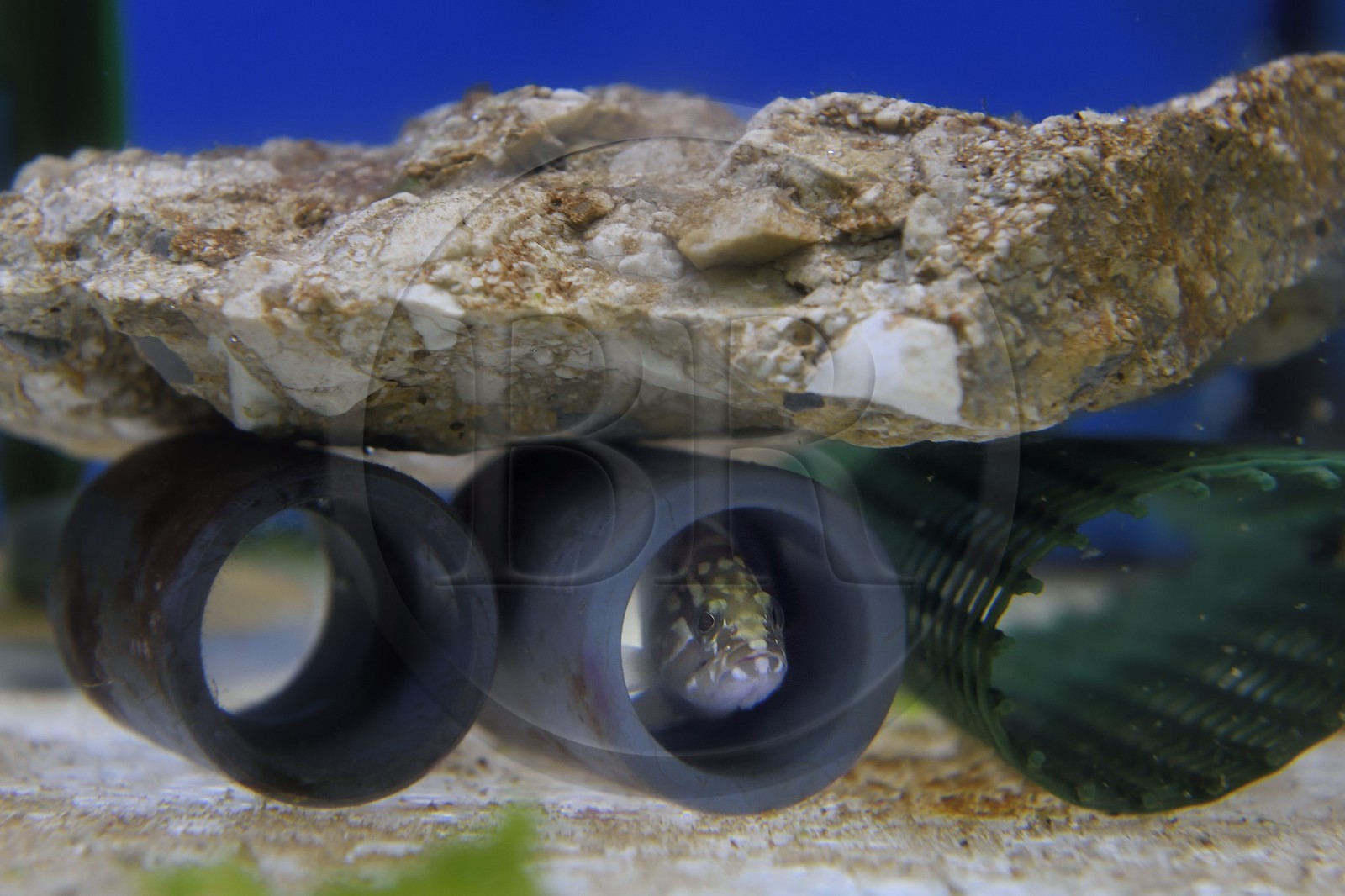 France, Var (83), Ile des Embiez, l'institut océanographique Paul Ricard, petit mérou brun (Epinephelus marginatus) vieux de 15 jours de 2cm de long en observation
