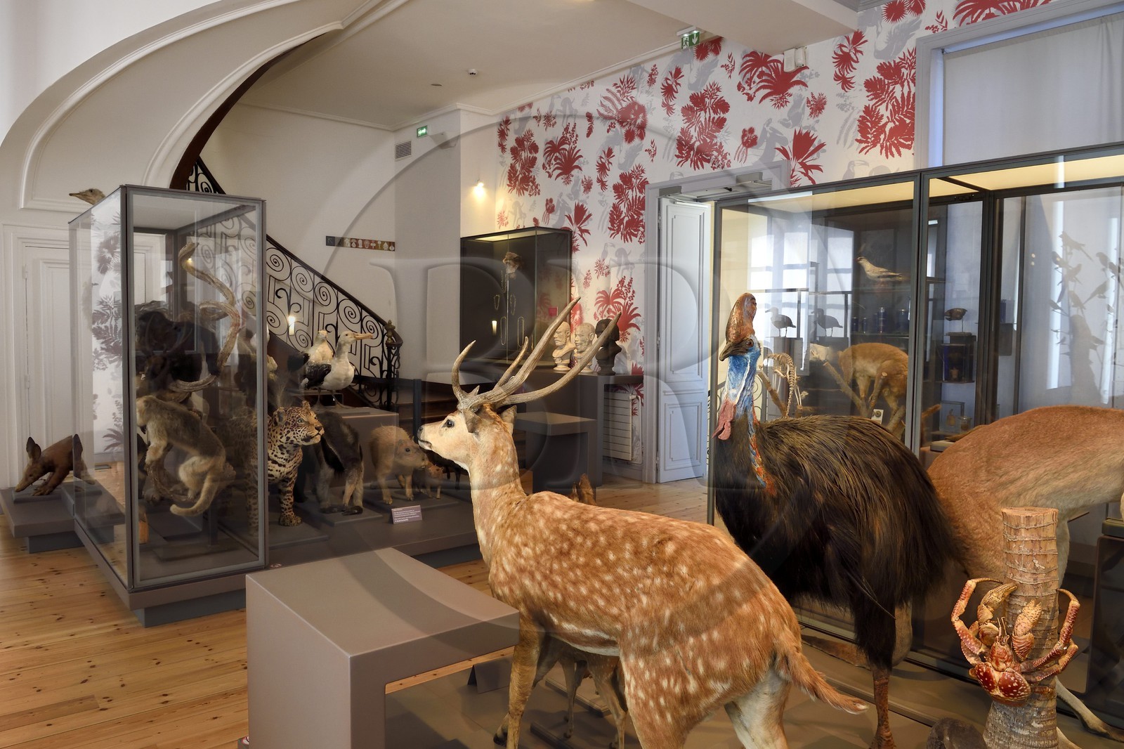 France, Charente-Maritime, La Rochelle, the Muséum d'histoire naturelle (natural history museum or museum Lafaille), zoology gallery, hall of the traveling naturalists from Charentes