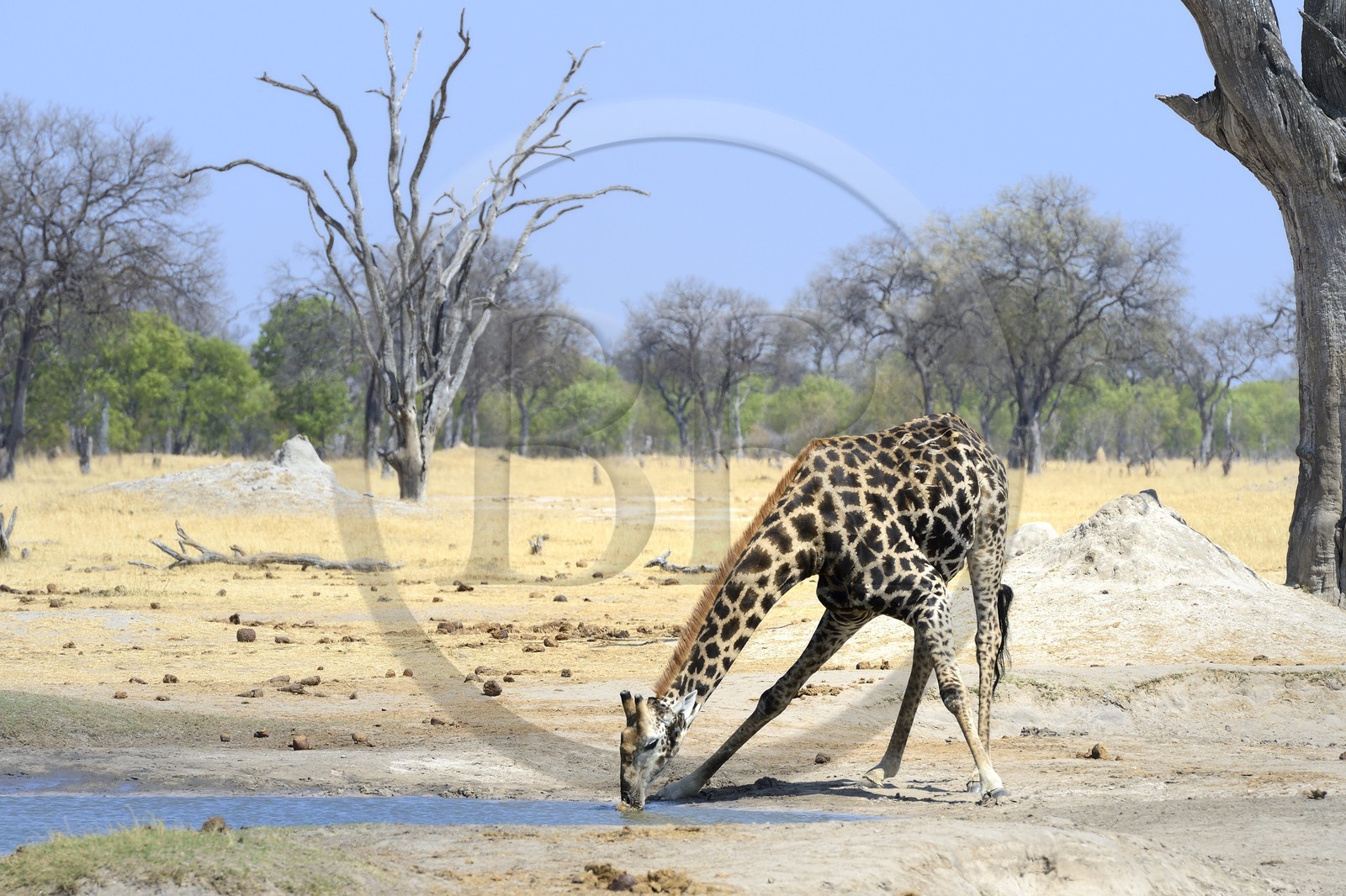 Zimbabwe, province de Matabeleland septentrional, parc national Hwange, une girafe (Giraffa camelopardalis) en train de boire au point d'eau