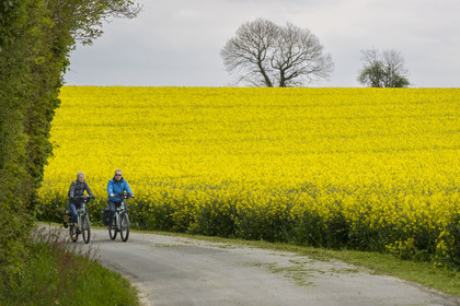 France, Vendée (85), Pouzauges, randonnée cycliste sur la piste de la véloroute Vendée Vélo Tour, un champ de colza en arrière plan