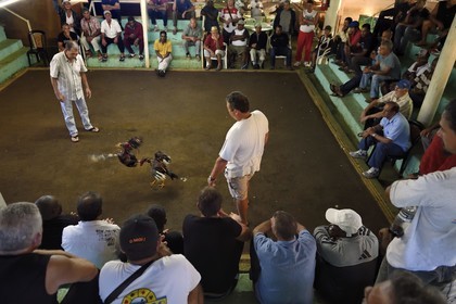 France, Reunion island (French overseas department), Petit Tampon, cockfight in the Rond de Coq