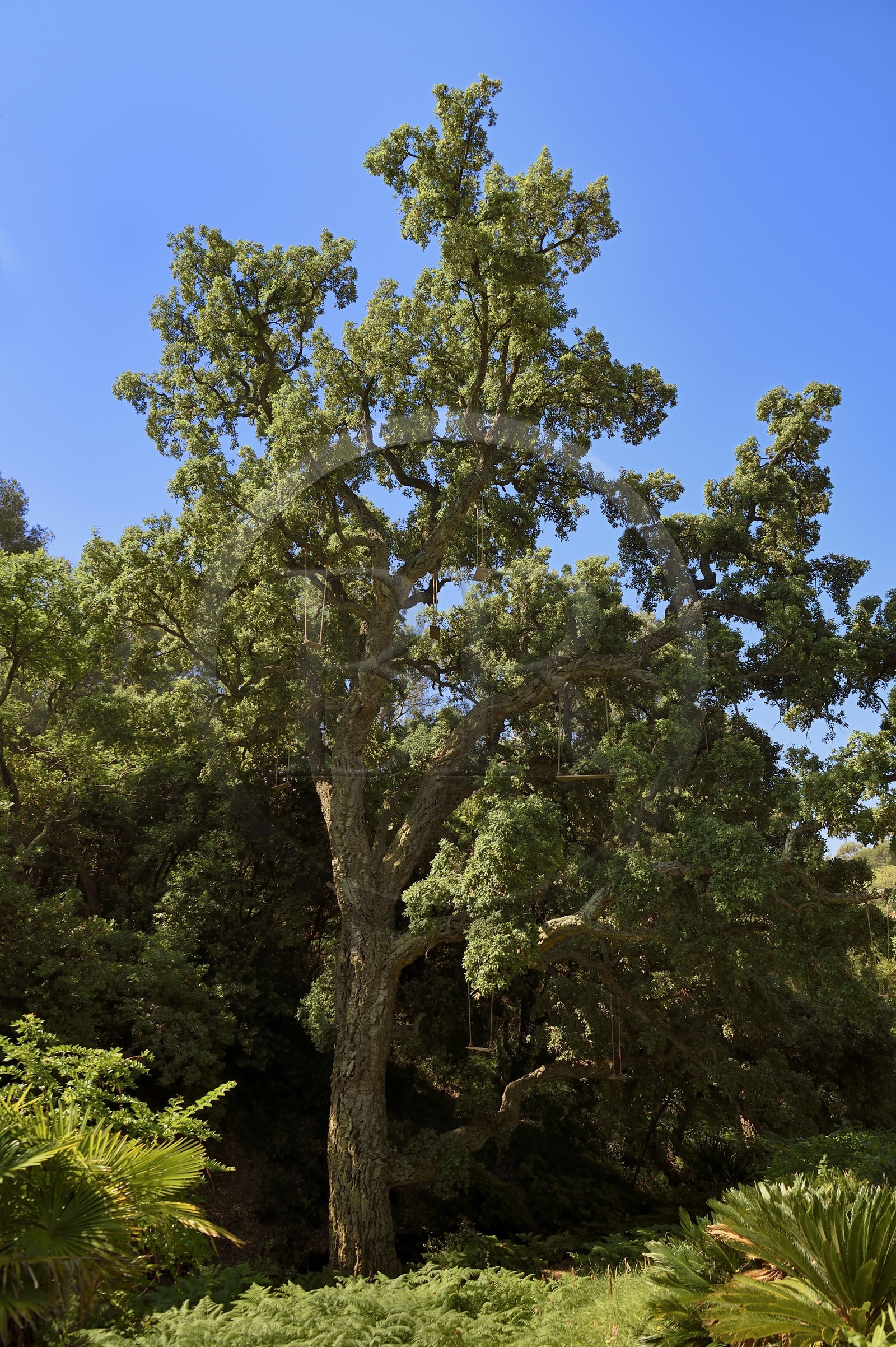 France, Var (83), Rayol-Canadel-sur-Mer, Domaine du Rayol, propriété du conservatoire du littoral mention obligatoire, le jardin des Méditerranées conçu par le paysagiste Gilles Clément, le grand chêne liège qui aurait près de 300 ans, balançoires apparues sur les branches pour Land art Mobilis in Mobile