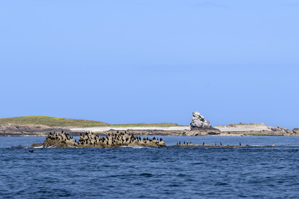 France, Finistère (29), Mer d'Iroise, archipel de Molène, Ile de Quéménès, un groupe de cormorans sur les rochers
