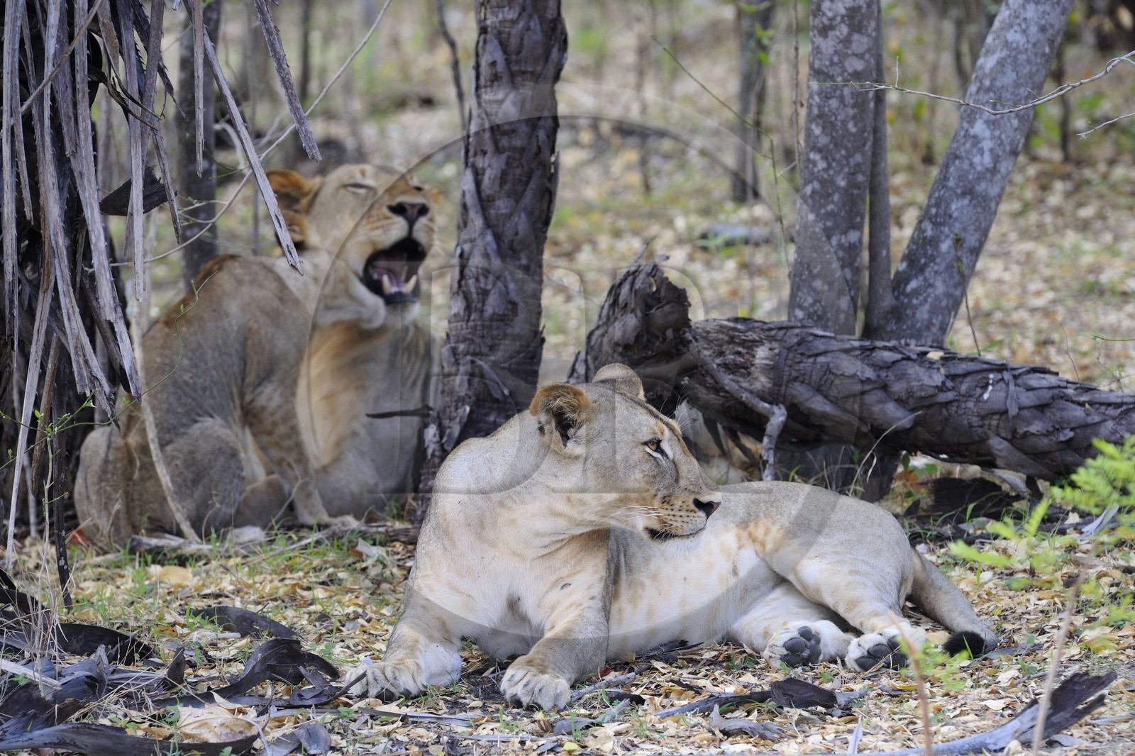 Tanzania, Selous Game Reserve is one of the largest fauna reserves of the world and designated a UNESCO World Heritage Site in 1982, lions (Panthera leo)