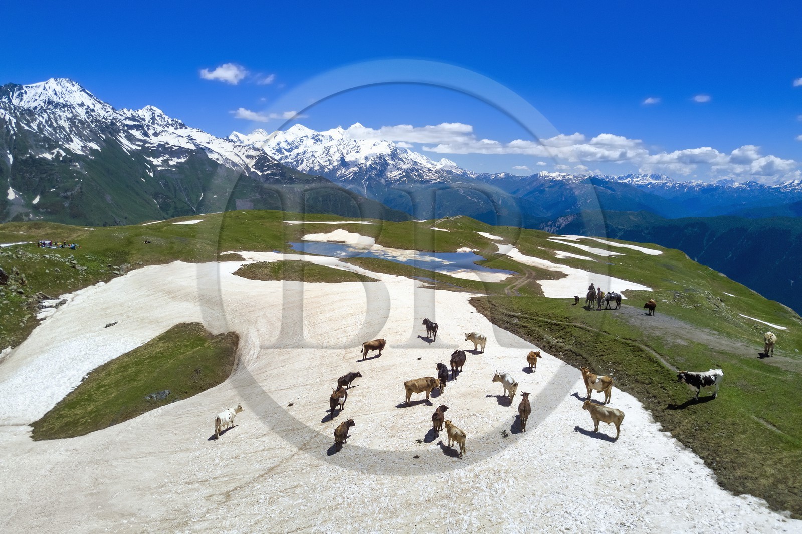 Georgia, Upper Svaneti (Zemo Svaneti), Mestia, herd of cow on a firn around the Koruldi Lake on the foothills of Mount Ushba (aerial view)