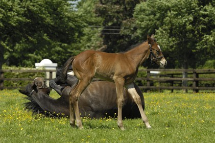 Republic of Ireland, County Kildare, Maynooth, Derrinstown Stud, a mare and her young foal