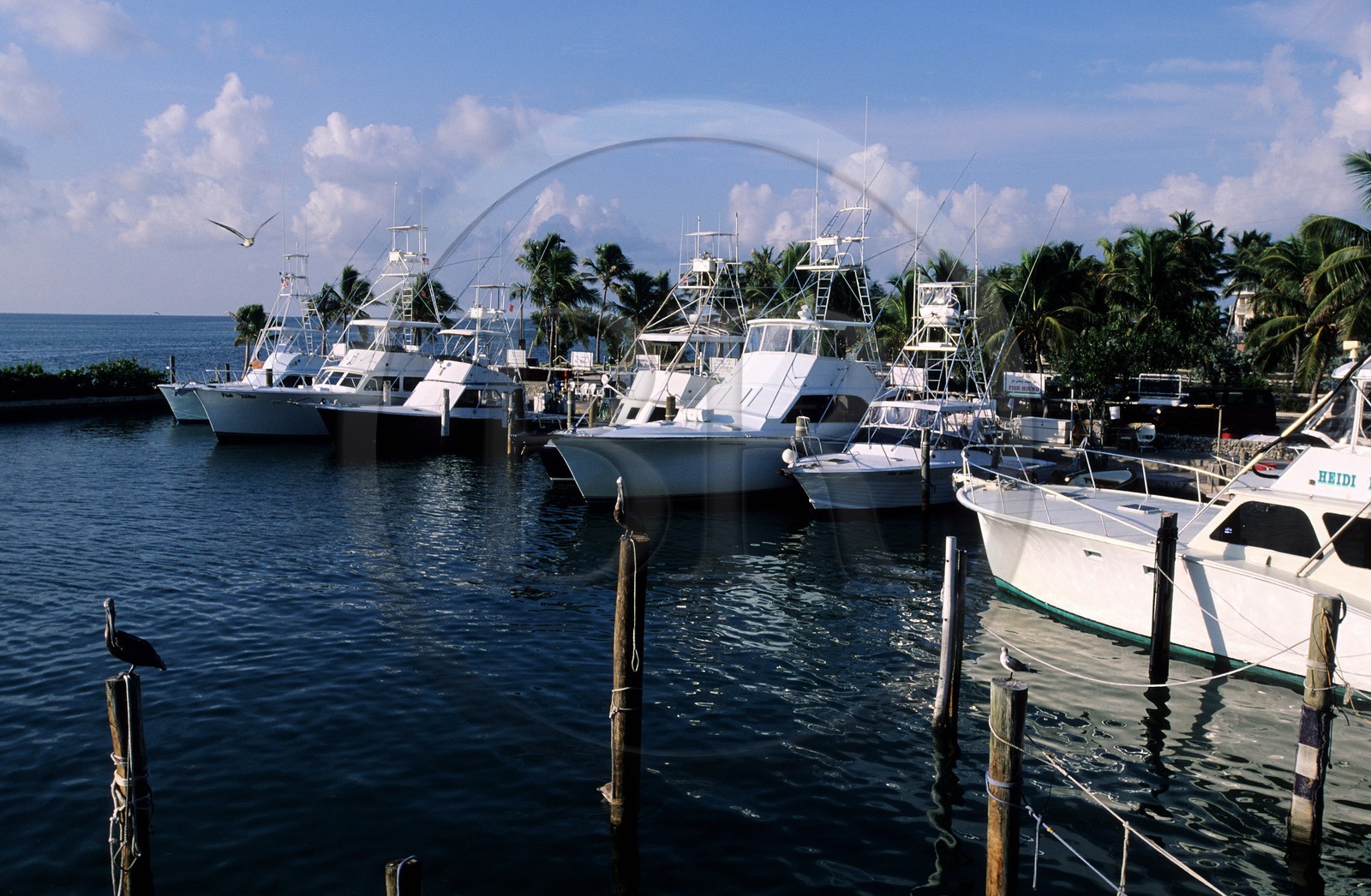 Etats-Unis, Floride, les Keys, Islamorada, Whale Harbour Marina