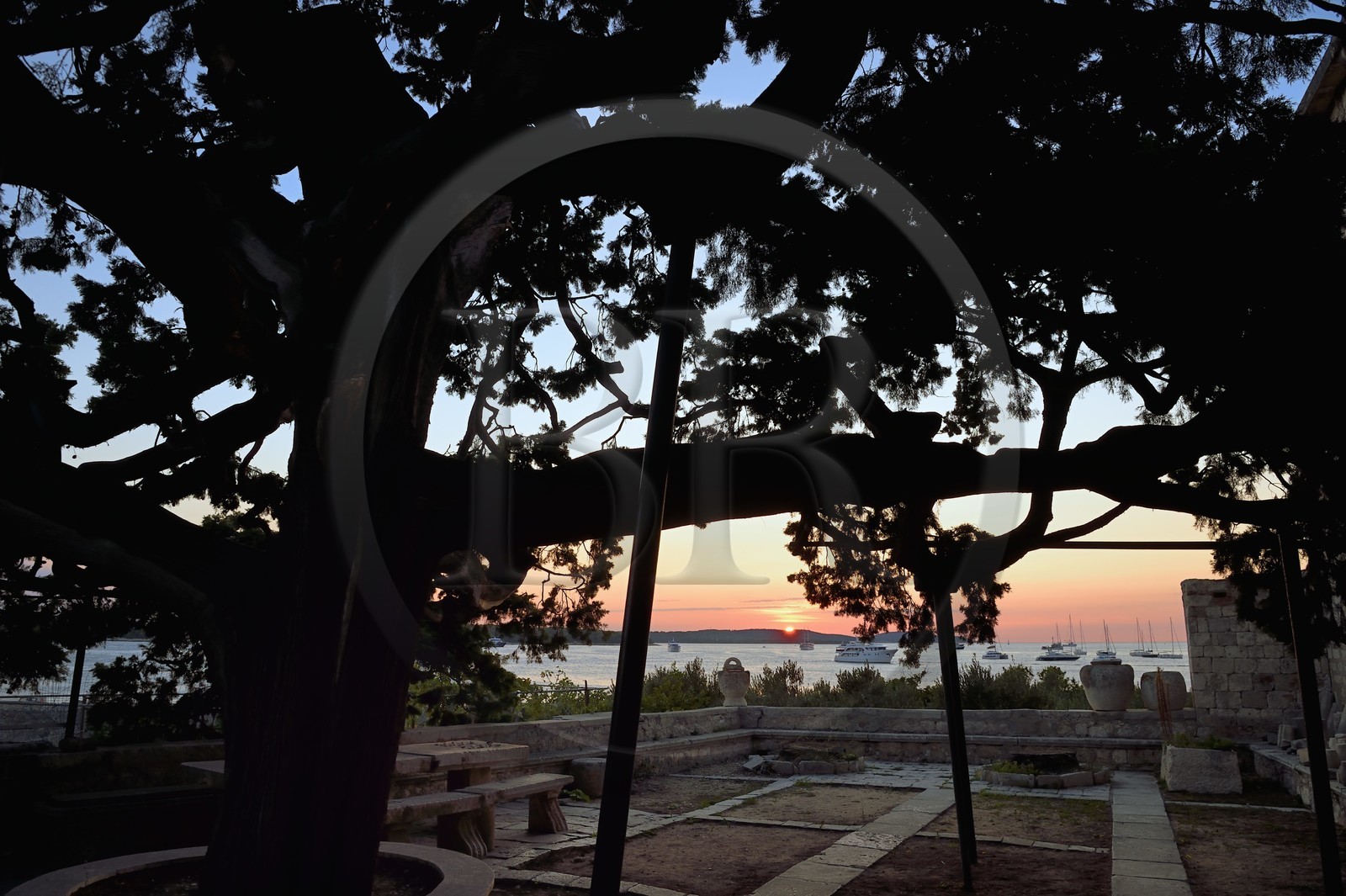 Croatie, Dalmatie, cote dalmate, Ile de Hvar, la ville de Hvar, jardin du  Monastère franciscain du XVe siècle, Cyprès monument naturel botanique de 500 ans d'age estimé