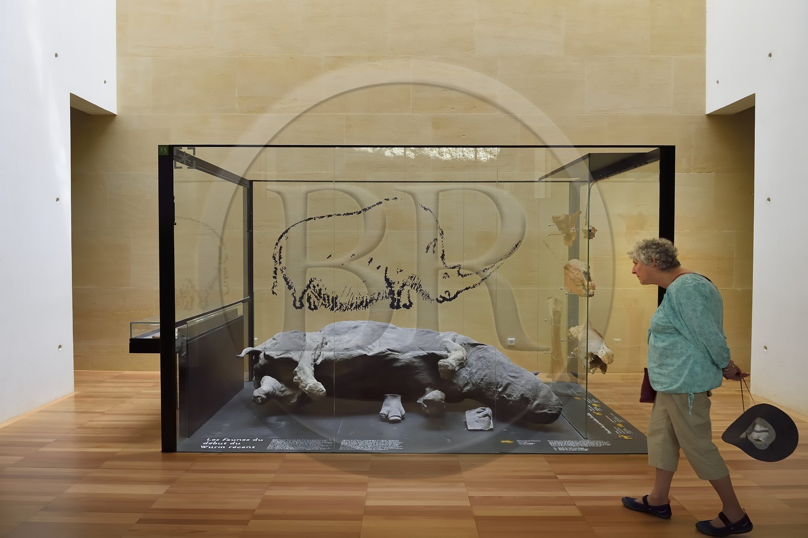 France, Dordogne, Perigord Noir, Vezere Valley, Les Eyzies de Tayac Sireuil, listed as World Heritage by UNESCO, Musee de la Prehistoire (Museum of Prehistory), molding of a  woolly rhinoceros (Coelodonta antiquitatis) dated around 30,000 years such that it was found in the permafrost