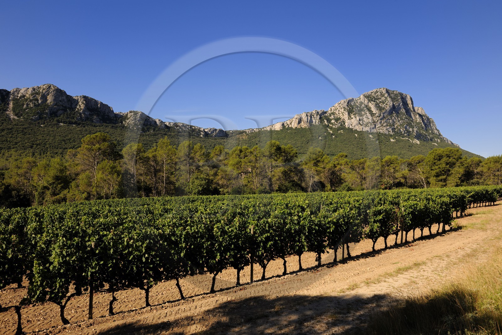 France, Hérault (34), vignoble au pied du Pic Saint-Loup,