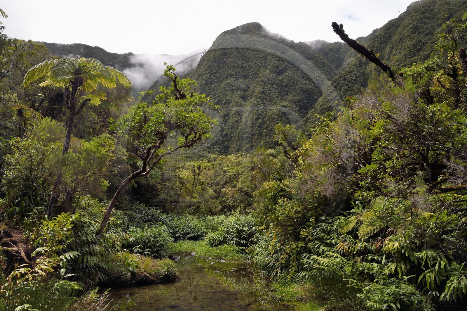 France, Ile de la Reunion, Parc National de la Réunion classé Patrimoine Mondial de l'UNESCO, La Plaine des Palmistes, forêt de Bébour, sentier de randonnée Cassé de Takamaka, Bassin des Hirondelles