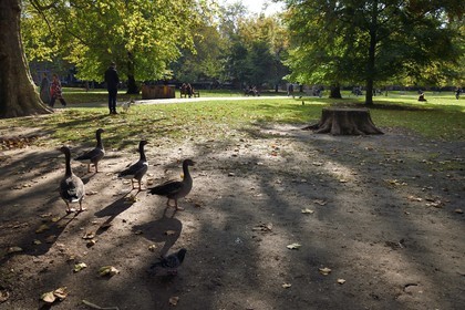 Royaume-Uni, Londres, Cité de Westminster, St James's Park, oies
