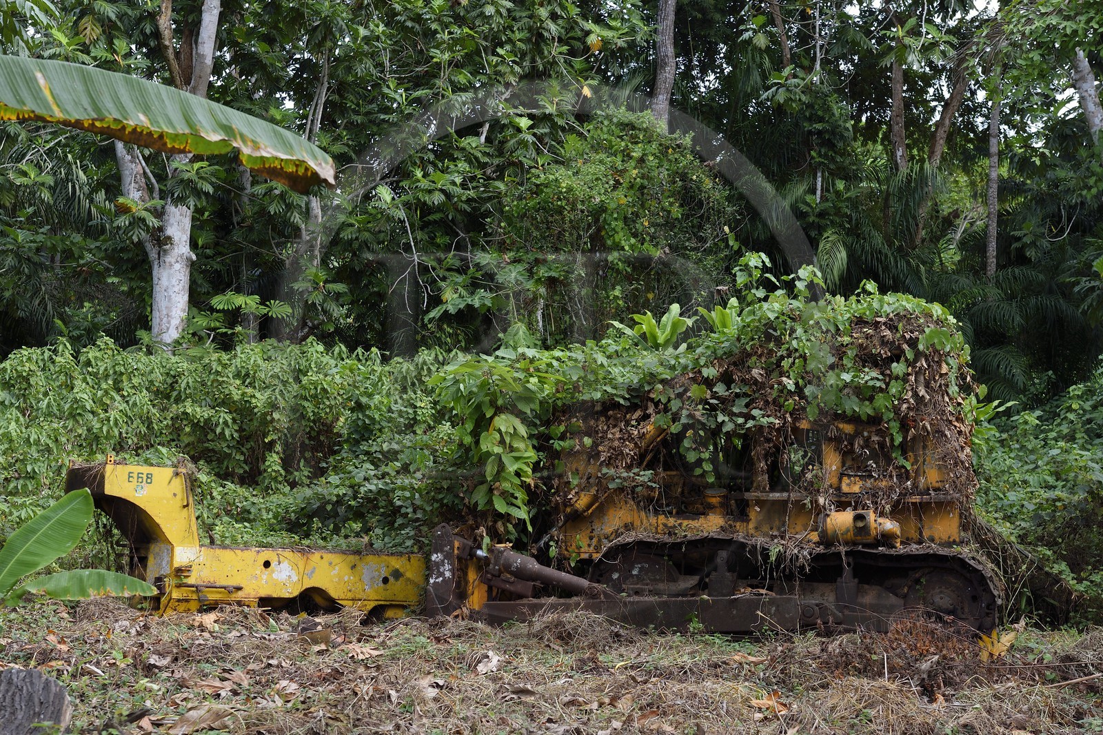 Gabon, province de Ogooué- Maritime, région de Omboué, lagune Fernan Vaz, la mission Sainte-Anne, bulldozer à l'abandon recouvert de plantes
