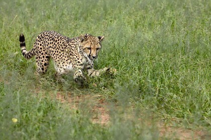 Namibia, Otjiwarongo, Cheetah Conservation Fund, research and education centre, cheetah (Acinonyx jubatus) chasing a lure to help give them exercise and keep them fit
