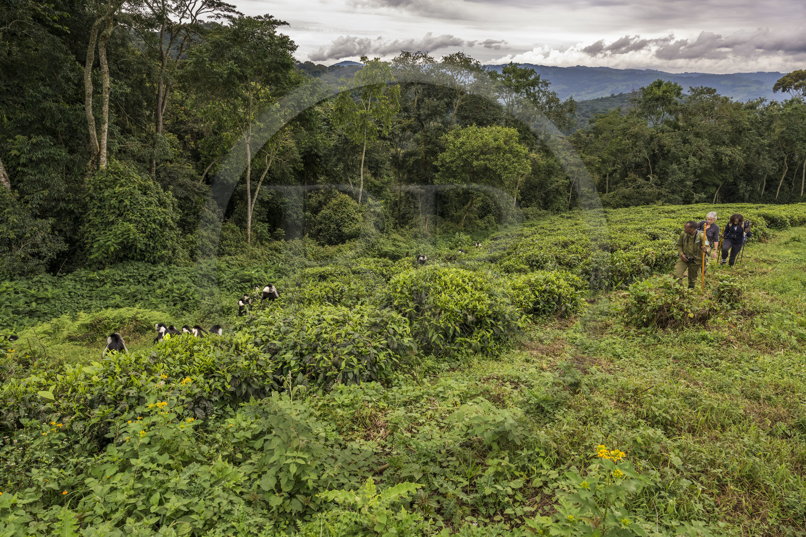 Rwanda, Province de l’Ouest, Gisakura, Parc national de Nyungwe, le garde de African Parks Claver Mtoyinkima guidant des touristes sur la piste des Colobes de Ruwenzori (Colobus angolensis ruwenzorii) pendant un safari à pied dans la forêt tropicale humide naturelle bordée par les plantations de thé