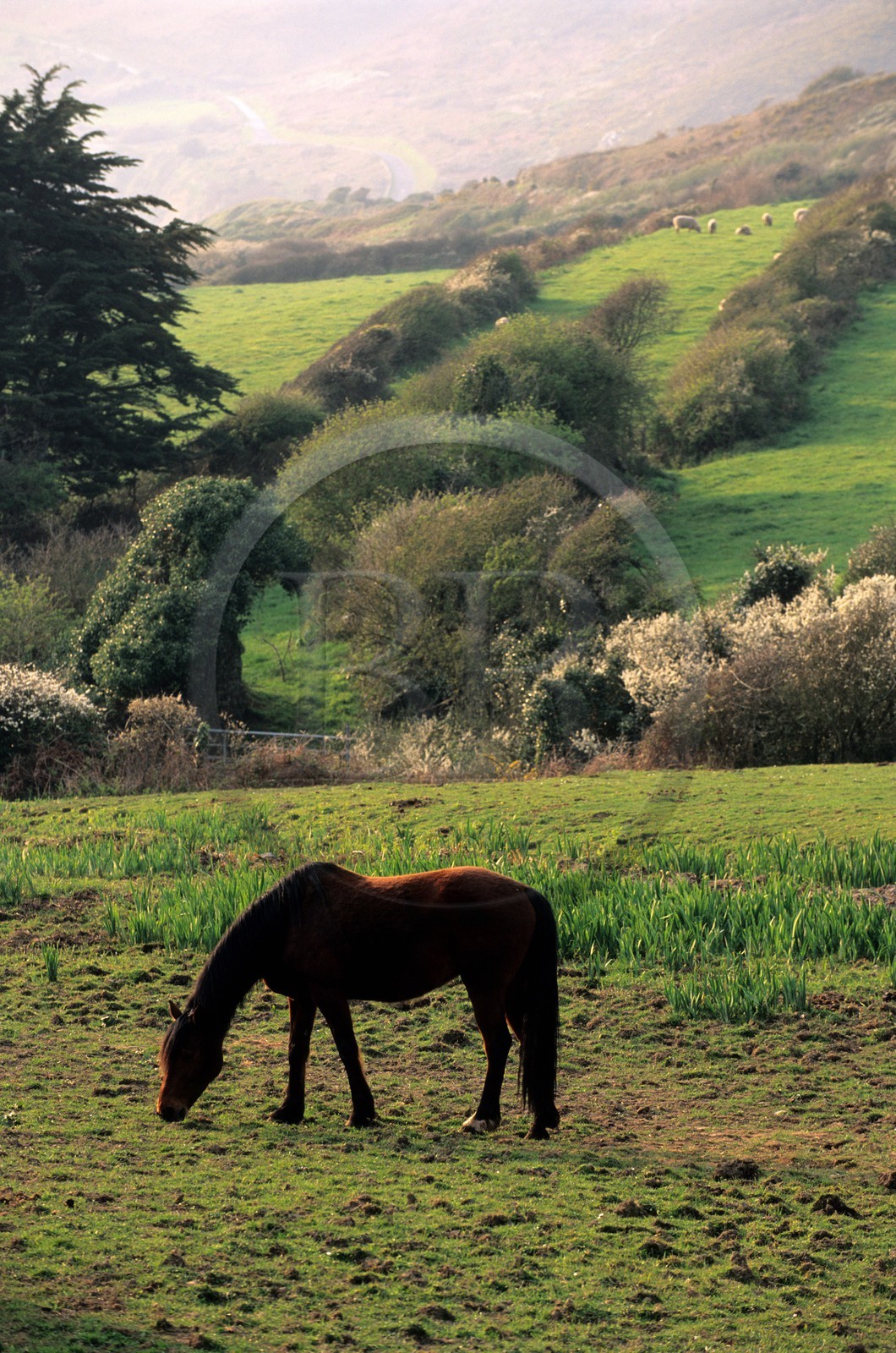 France, Manche (50), Cotentin, Cap de la Hague, chevaux dans un près vallonné
