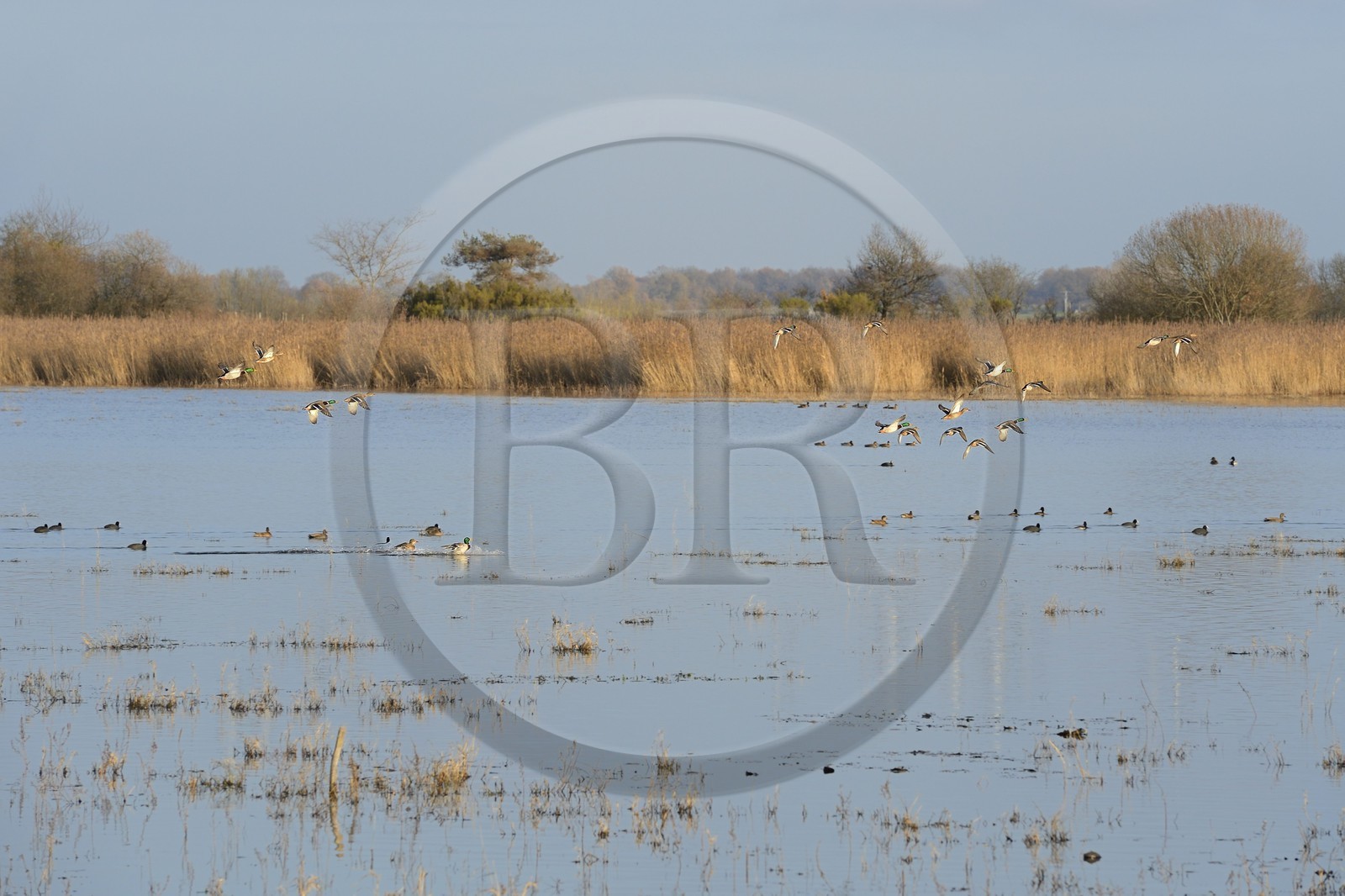 France, Indre, Berry, Parc Naturel Regional de la Brenne (Natural Regional Park of La Brenne), La Touche pond, ducks