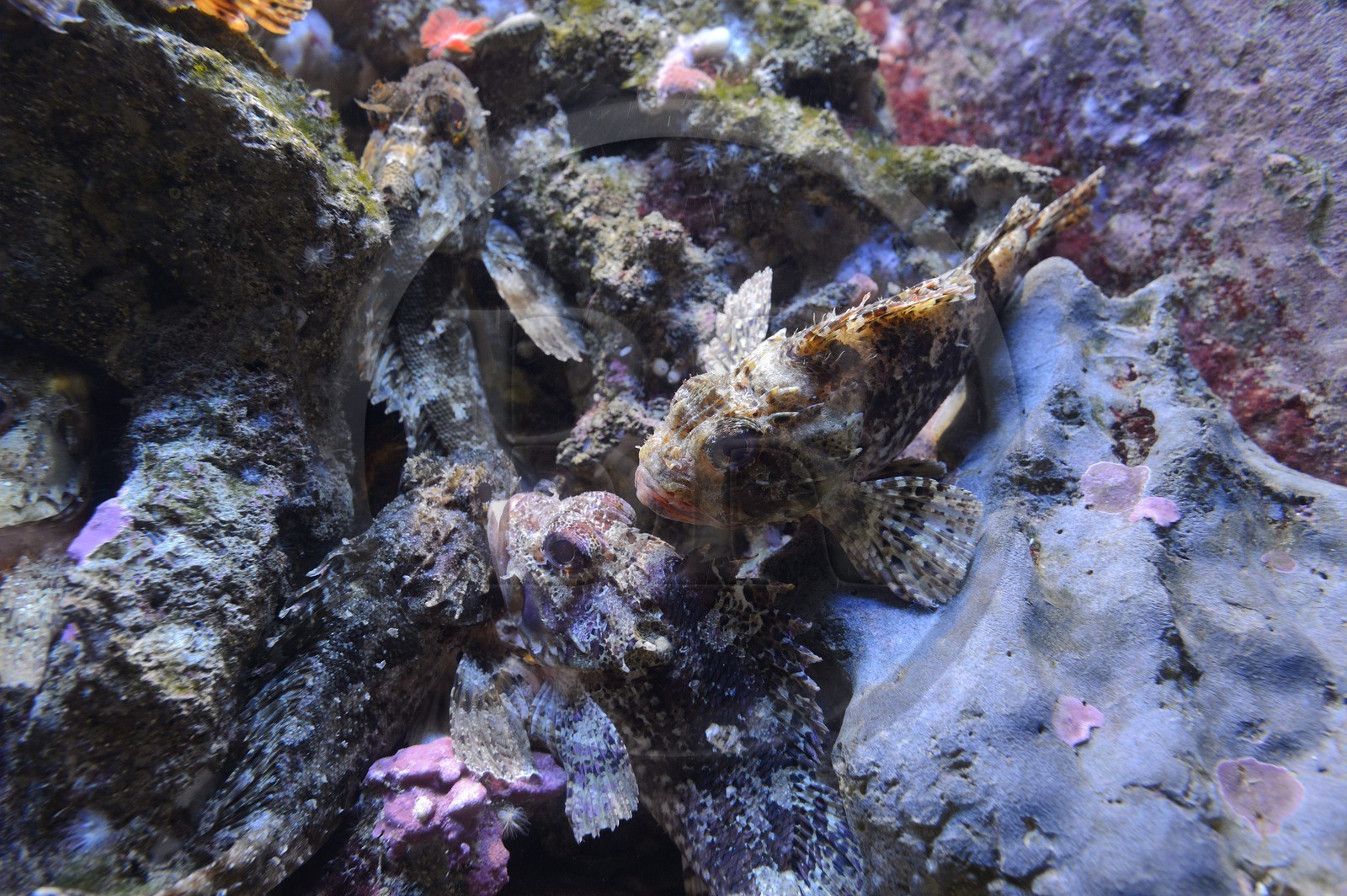 Principauté de Monaco, Monaco, le musée océanographique, rascasse pustuleuse (Scorpaena notata)