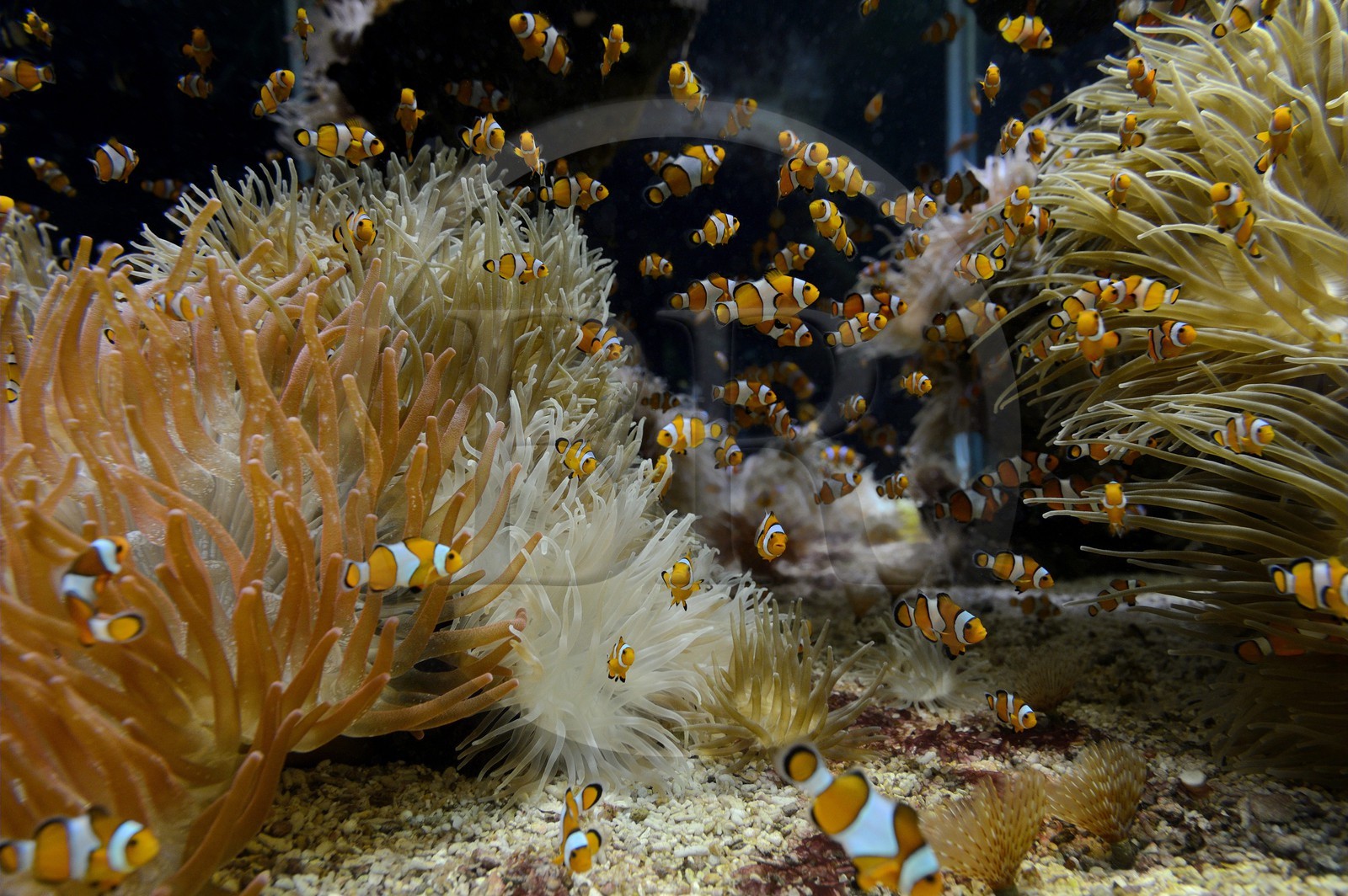 Principality of Monaco, Monaco, the oceanographic museum, clownfish or anemonefish (Amphiprioninae)