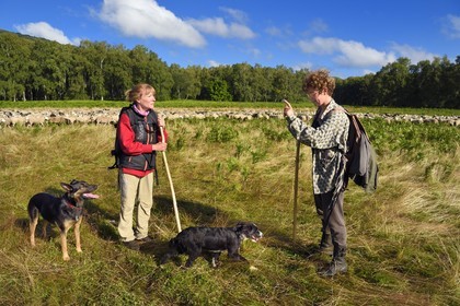 France, Puy de Dome, Parc Naturel Régional des Volcans d'Auvergne (regional nature park of Auvergne volcanoes), Chaine des Puys listed as World heritage by UNESCO, the two shepherdesses Ostiane and Charlotte keeping a flock of Rava sheep at the foot of the Puy de Dôme volcano