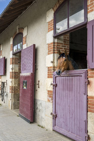 France, Vendée (85), La Roche-sur-Yon, étalon dans les écuries du Haras de la Vendée ancien haras national conçu par Joseph Mallet (1846)