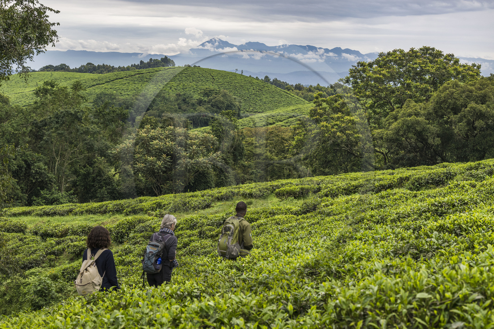 Rwanda, Province de l’Ouest, Gisakura, Parc national de Nyungwe, le garde de African Parks Claver Mtoyinkima guidant des touristes sur la piste des Colobes de Ruwenzori (Colobus angolensis ruwenzorii) pendant un safari à pied dans la forêt tropicale humide naturelle bordée par les plantations de thé, les montagnes de Kahuzi-Biega dans la République démocratique du Congo en arrière plan