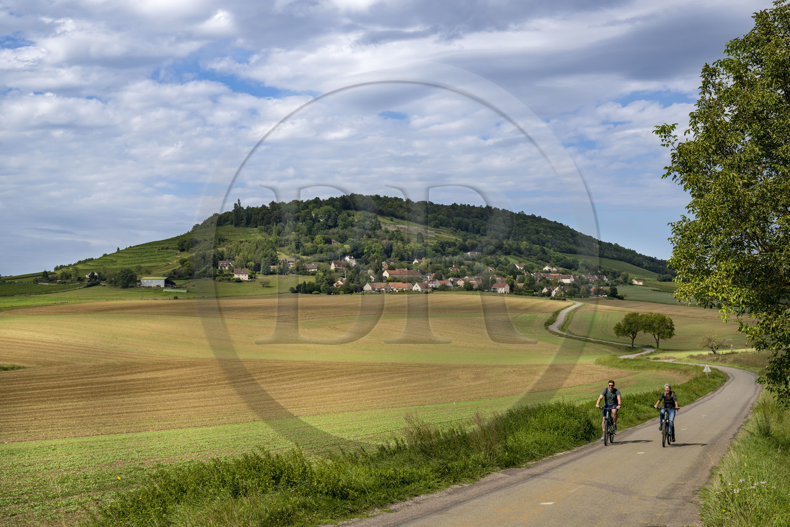 France, Cote d'Or, cycle touring on the lands of the Hautes Côtes de Nuits at Segrois and the Saint-Vivant de Vergy abbey in the background on the hill