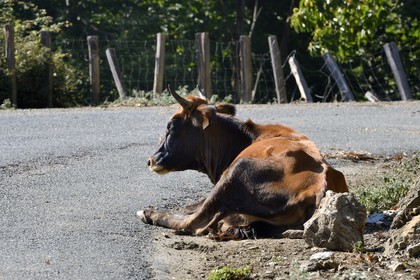 France, Haute Corse, Castagniccia, free cow on a road