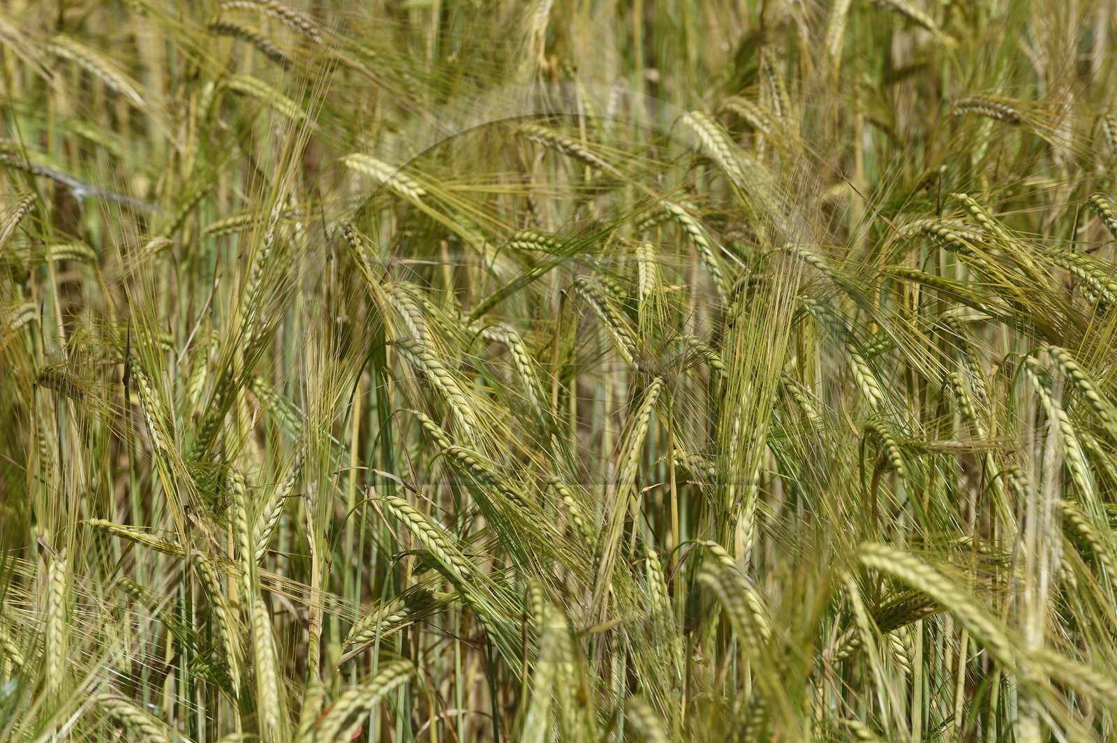 France, Alpes-de-Haute-Provence (04), Parc Naturel Régional du Verdon, plateau de Valensole, champ de blé