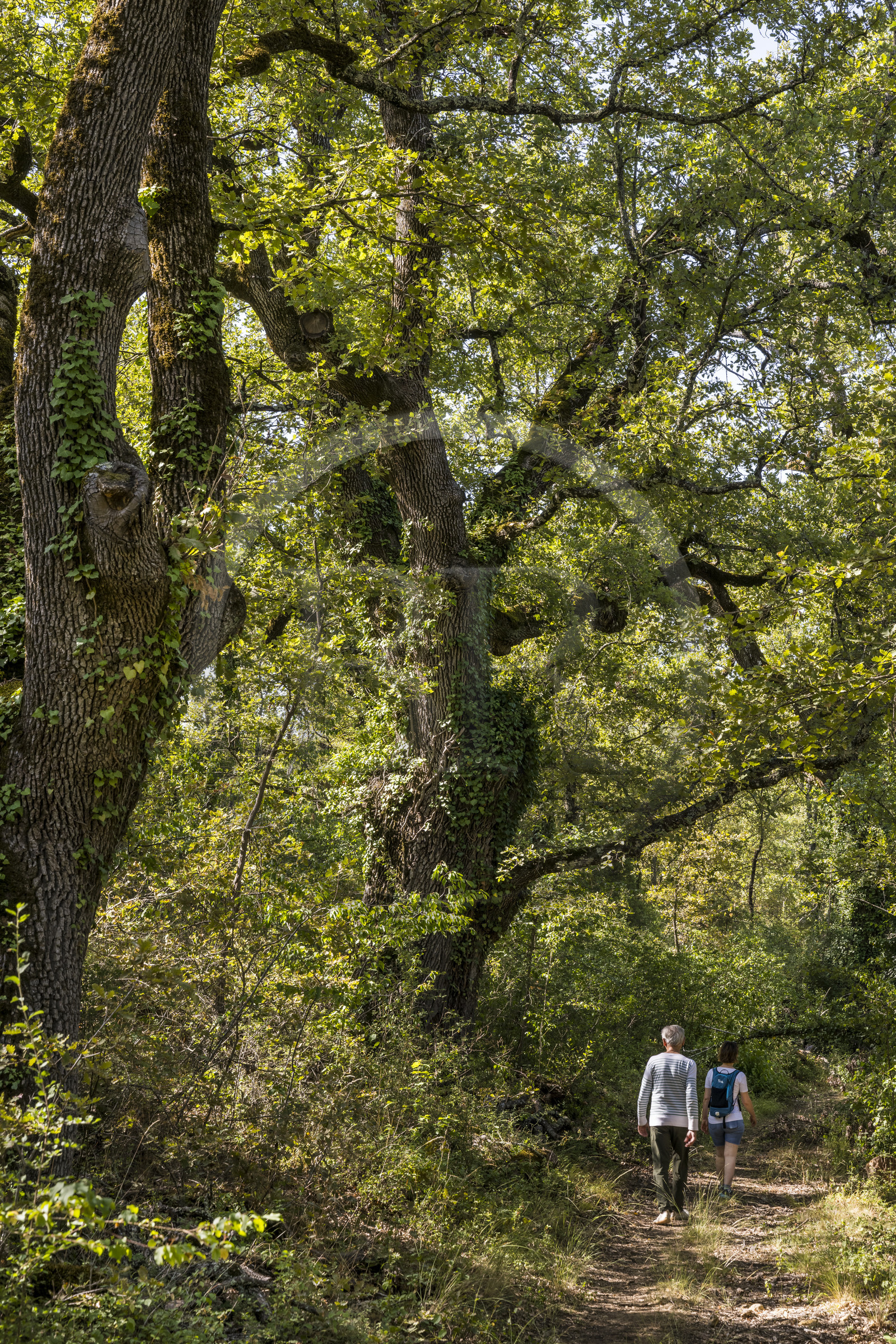 France, Var, Provence Verte (Green Provence), Bras, Academie du Bain de Foret Provencale (Academy of Forest Bathing in Provence), forest of the domaine Le Peyrourier - une campagne en Provence