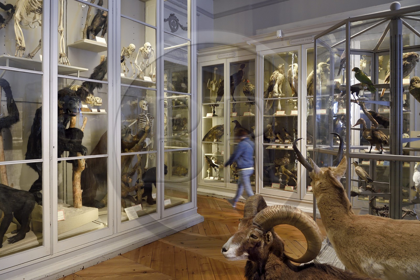 France, Charente-Maritime, La Rochelle, the Muséum d'histoire naturelle (natural history museum or museum Lafaille), zoology gallery