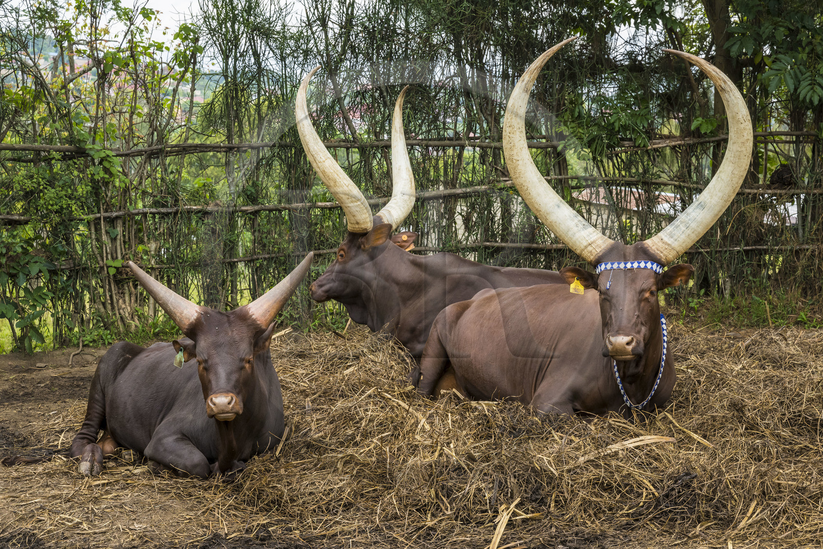 Rwanda, Province du Sud, Nyanza, musée du Palais royal Rukari, vaches royales à longues cornes appellée Inyambo ou watusi