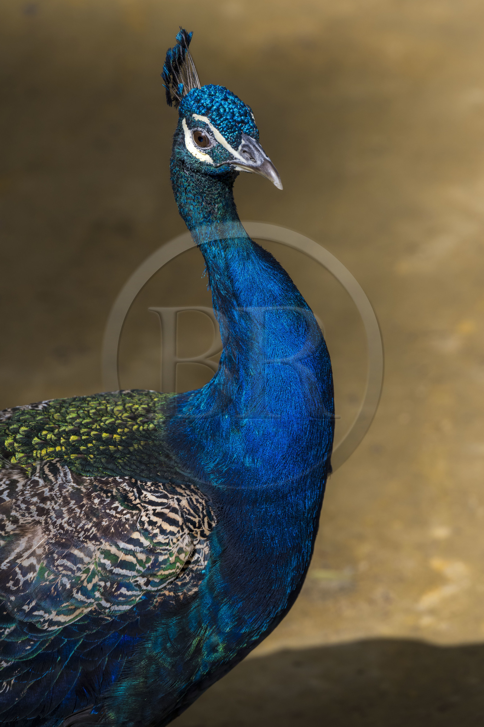 Espagne, Andalousie, Séville, Alcazar de Séville (Reales Alcazares de Sevilla), classé Patrimoine Mondial de l'UNESCO, paon dans les jardins