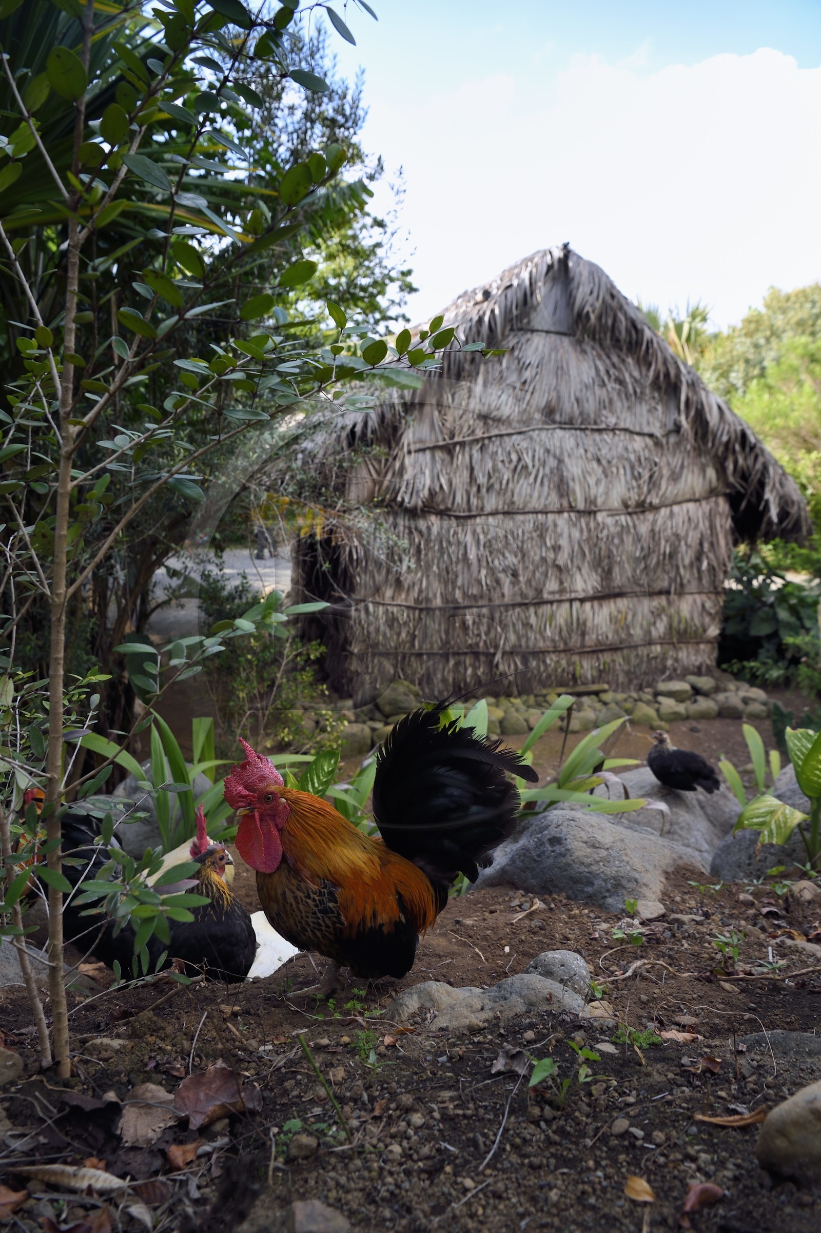 France, Reunion island (French overseas department), Saint Pierre, Domaine du Café Grillé Botanical Garden, reconstitution of a traditional Reunion straw house
