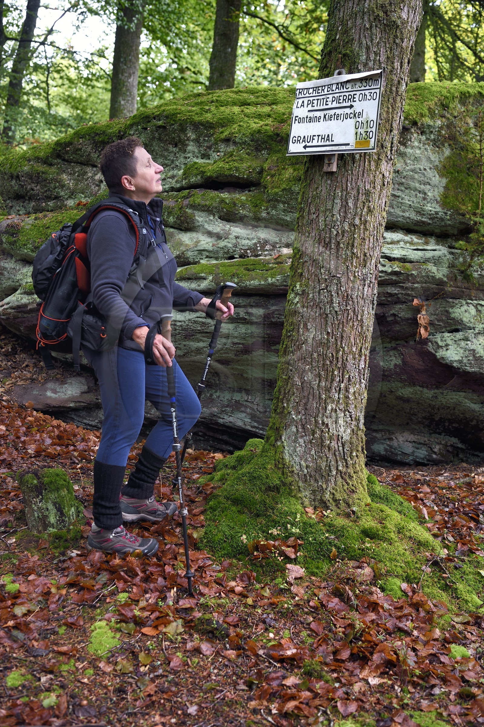 France, Bas-Rhin (67), Parc Naturel régional des Vosges du Nord, La Petite Pierre, randonneuse sur le sentier des Trois Roches vers le Rocher Blanc