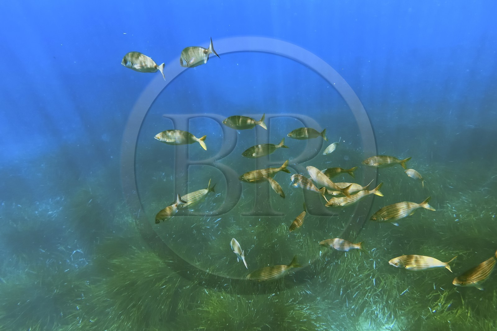 France, Var, Le Rayol Canadel sur Mer, Domaine du Rayol, Jardin des Mediterranees, Conservatoire du Littoral Estate compulsory mention, the marine path, Posidonia herbarium and saupes bank