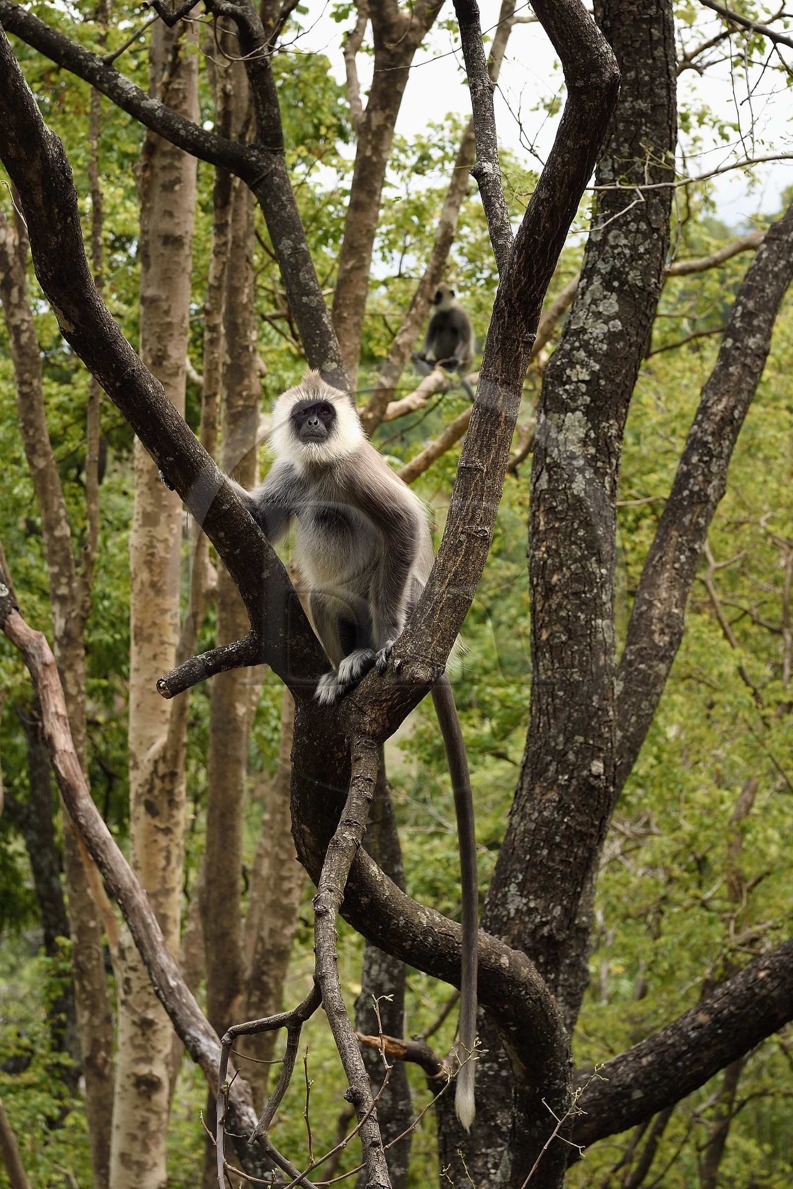 Sri Lanka, Province d'Uva, Ella, Entelle gris (Semnopithecus priam)