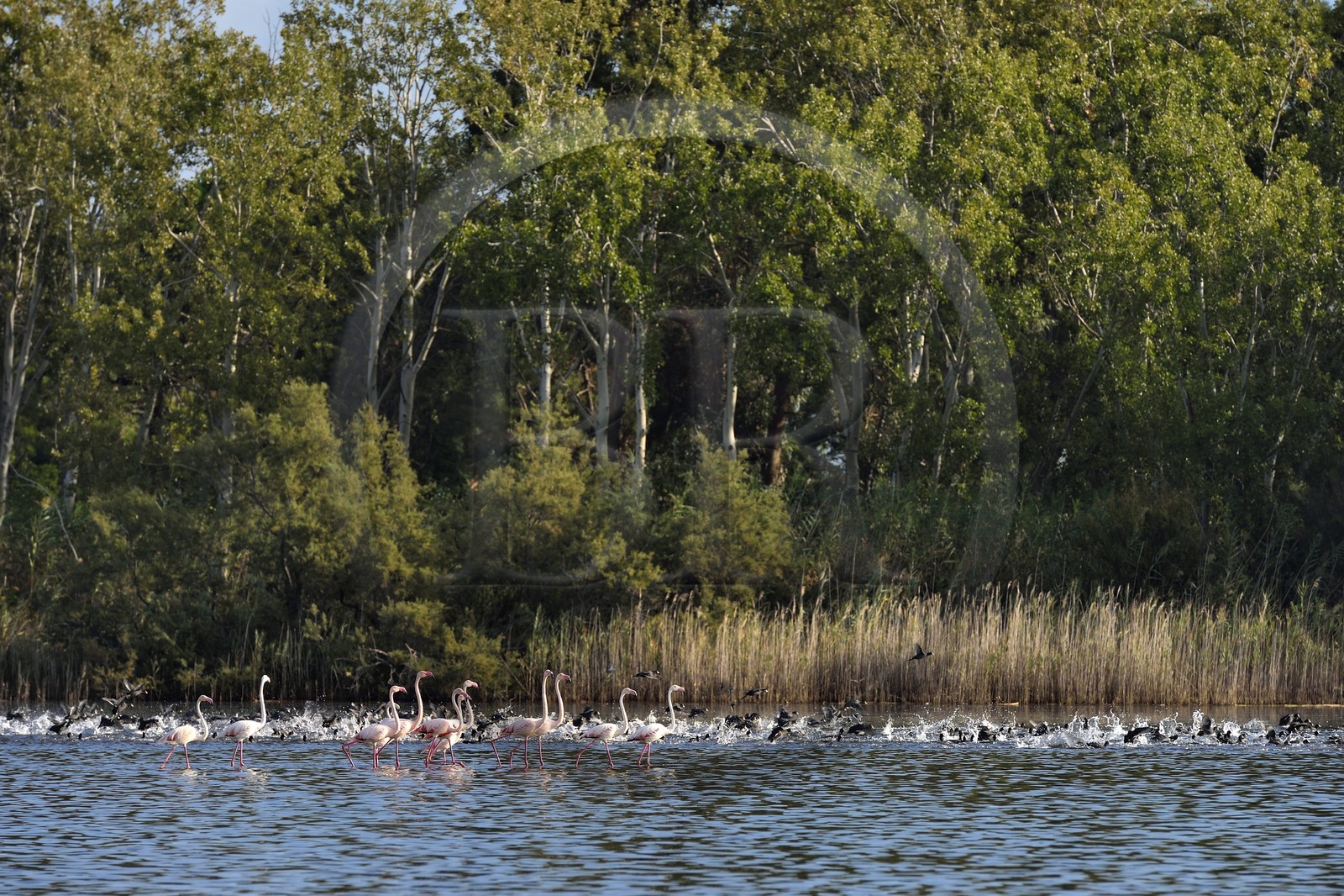 France, Haute Corse, the pond of Biguglia (Stagnu di Chiurlinu), nature reserve of Corsica (RNC), greater flamingo (Phoenicopterus roseus) and Eurasian coot (Fulica atra)