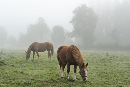 France, Seine-Maritime (76), Saint-Pierre de Magneville en bord de Seine, cheval