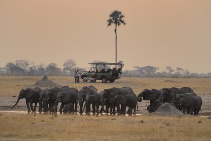 Zimbabwe, province de Matabeleland septentrional, parc national Hwange, touristes en 4x4 observant un troupeau de éléphants sauvages d'Afrique (Loxodonta africana) autour d'un point d'eau dans la savane au crépuscule