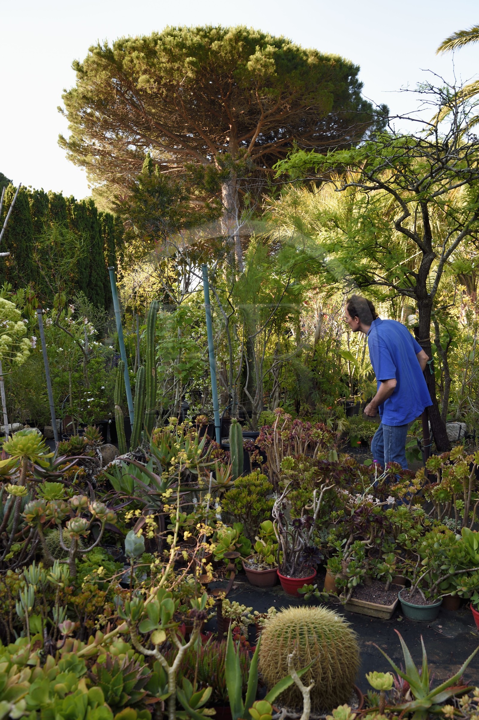France, Var, Iles d'Hyeres, Parc National de Port Cros (National park of Port Cros), Porquerolles island, the gardener Antoine Durand in his dry garden