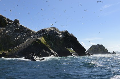 France, Côtes-d'Armor (22), Perros-Guirec, archipel et réserve ornithologique de Sept-Iles, Ile Rouzic, colonie de fous de Bassan (Morus bassanus)