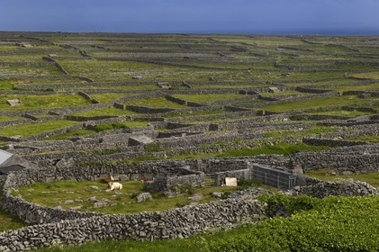 Republic of Ireland, County Galway, Aran Islands, Inishmaan, typical drystone walls delimiting each parcel of land