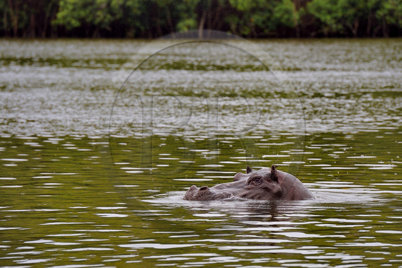 Gabon, province de Ogooué- Maritime, Parc National du Loango, hippopotame dans la Lagune Iguéla