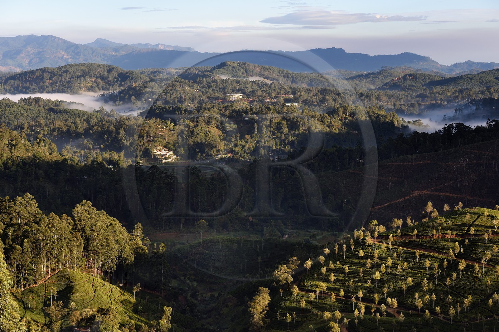 Sri Lanka, Province d'Uva, Haputale, plantation de thé sur les collines au nord de la ville
