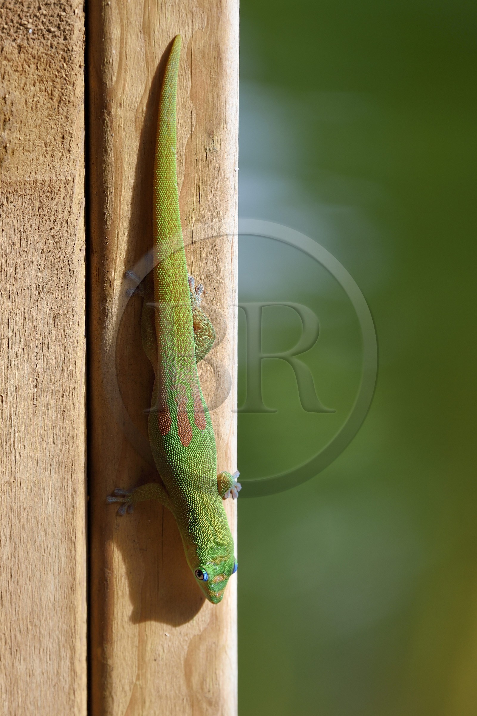 France, Ile de Mayotte, Grande-Terre, Nyambadao, Gecko diurne à poussière d'or (Phelsuma laticauda)