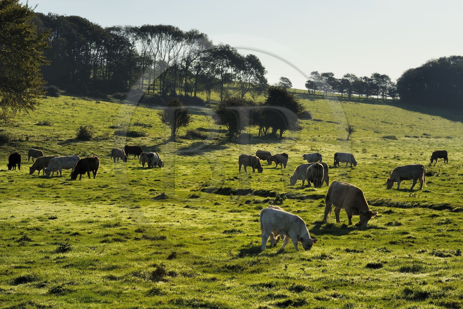 France, Seine-Maritime (76), Pays de Caux, Côte d'Albâtre, Sotteville-sur-Mer, vaches normandes dans un pré